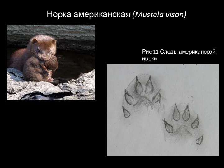 Норка американская (Mustela vison) Рис 11 Следы американской норки