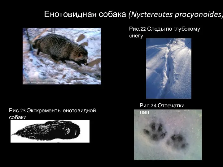 Енотовидная собака (Nyctereutes procyonoides). Рис.23 Экскременты енотовидной собаки Рис.22 Следы по глубокому снегу Рис.24 Отпечатки лап