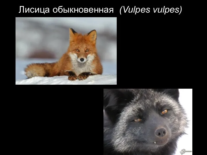 Лисица обыкновенная (Vulpes vulpes)