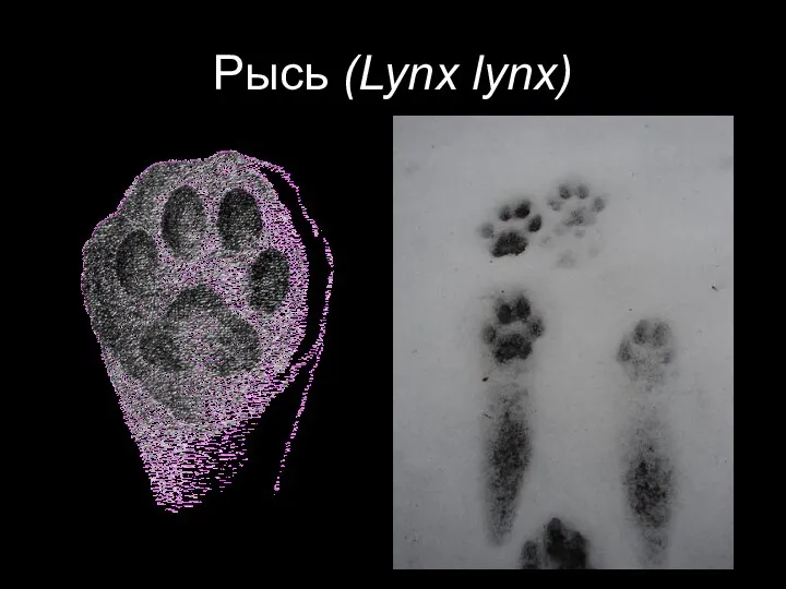 Рысь (Lynx lynx)