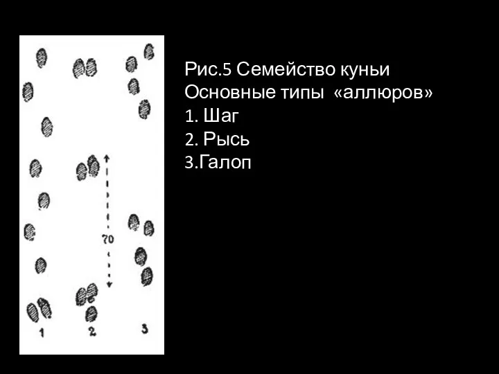 Рис.5 Семейство куньи Основные типы «аллюров» 1. Шаг 2. Рысь 3.Галоп