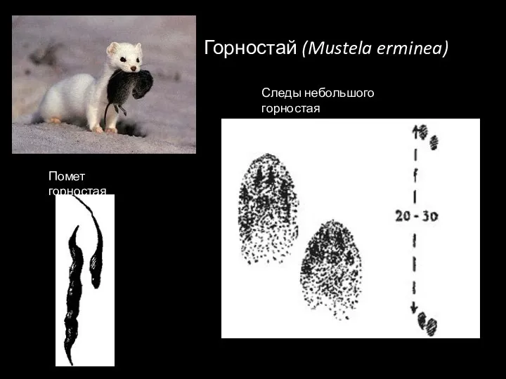 Горностай (Mustela erminea) Помет горностая Следы небольшого горностая