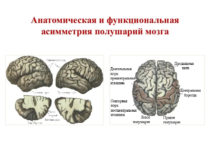 Анатомическая и функциональная асимметрия полушарий мозга