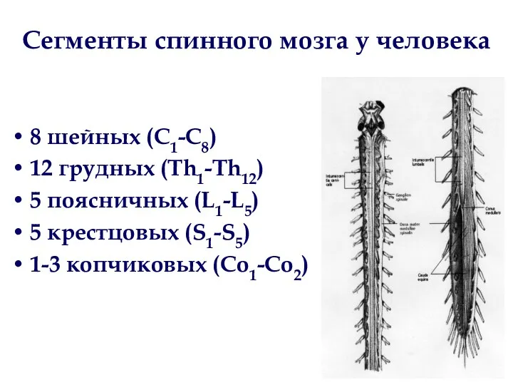 8 шейных (C1-C8) 12 грудных (Th1-Th12) 5 поясничных (L1-L5) 5