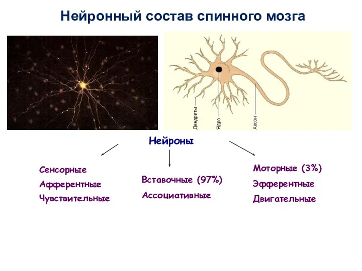 Вставочные (97%) Ассоциативные Моторные (3%) Эфферентные Двигательные Нейроны Сенсорные Афферентные Чувствительные Нейронный состав спинного мозга