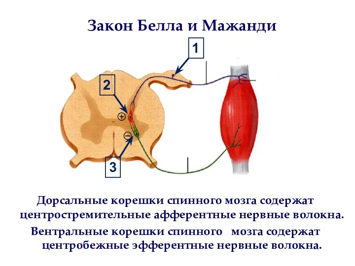 Закон Белла и Мажанди Дорсальные корешки спинного мозга содержат центростремительные