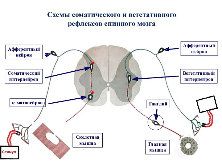 Схемы соматического и вегетативного рефлексов спинного мозга стимулятор Афферентный нейрон