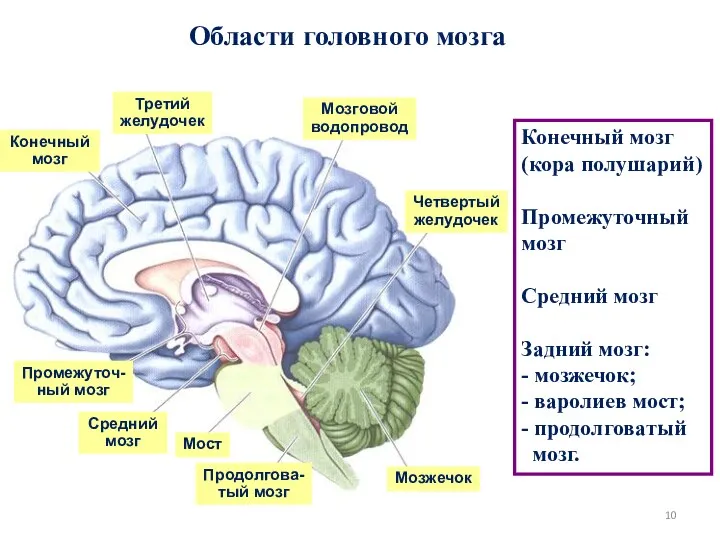 Области головного мозга Конечный мозг Третий желудочек Мозговой водопровод Четвертый