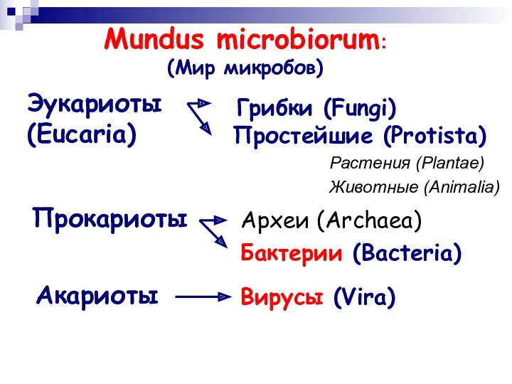 Mundus microbiorum: (Мир микробов) Прокариоты Эукариоты (Eucaria) Акариоты Археи (Archaea) Бактерии (Bacteria) Грибки