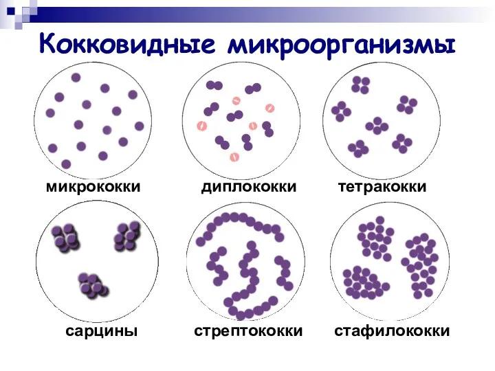 Кокковидные микроорганизмы микрококки диплококки тетракокки сарцины стрептококки стафилококки