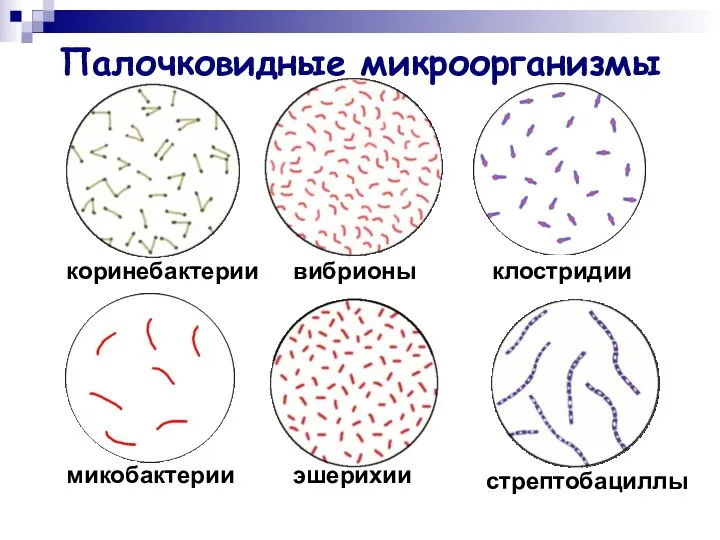 Палочковидные микроорганизмы коринебактерии вибрионы клостридии микобактерии эшерихии стрептобациллы