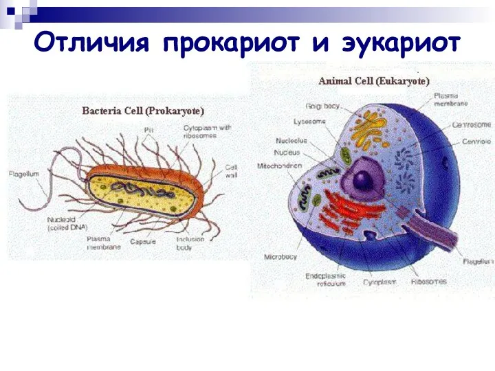 Отличия прокариот и эукариот