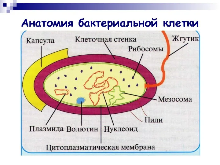 Анатомия бактериальной клетки