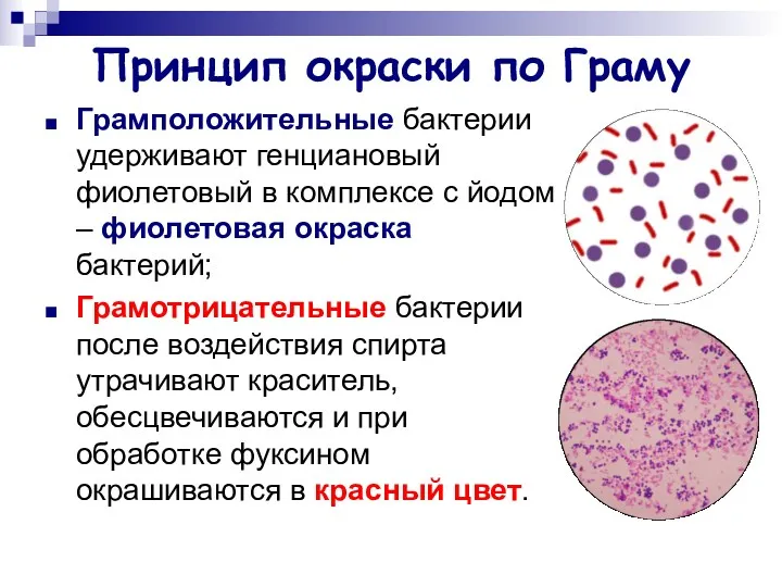 Принцип окраски по Граму Грамположительные бактерии удерживают генциановый фиолетовый в комплексе с йодом