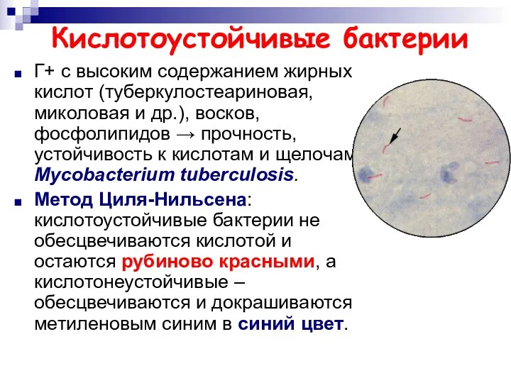 Кислотоустойчивые бактерии Г+ с высоким содержанием жирных кислот (туберкулостеариновая, миколовая и др.), восков,