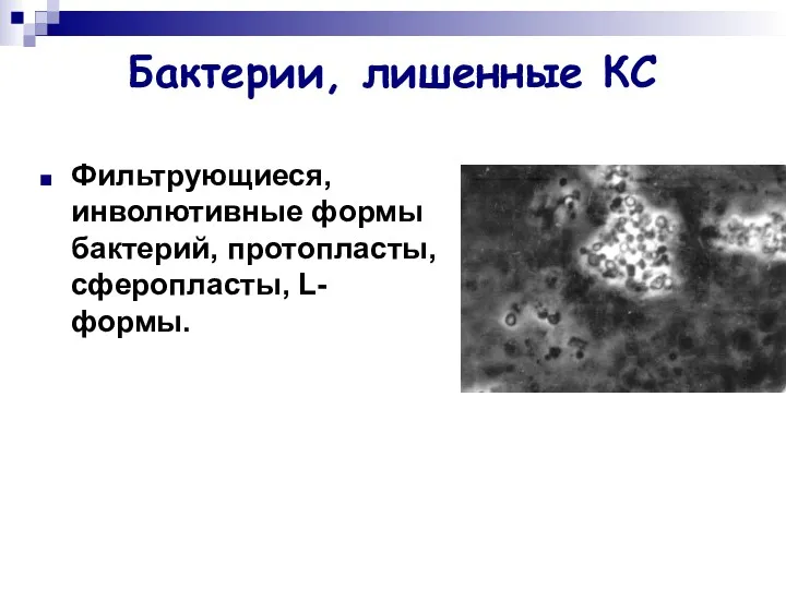 Бактерии, лишенные КС Фильтрующиеся, инволютивные формы бактерий, протопласты, сферопласты, L-формы.