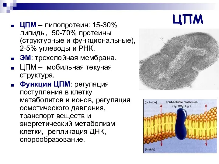 ЦПМ ЦПМ – липопротеин: 15-30% липиды, 50-70% протеины (структурные и функциональные), 2-5% углеводы