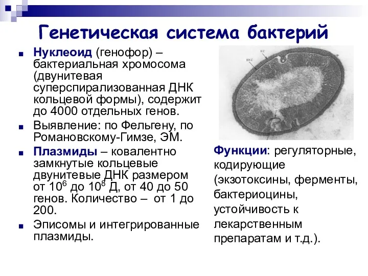 Генетическая система бактерий Нуклеоид (генофор) – бактериальная хромосома (двунитевая суперспирализованная ДНК кольцевой формы),