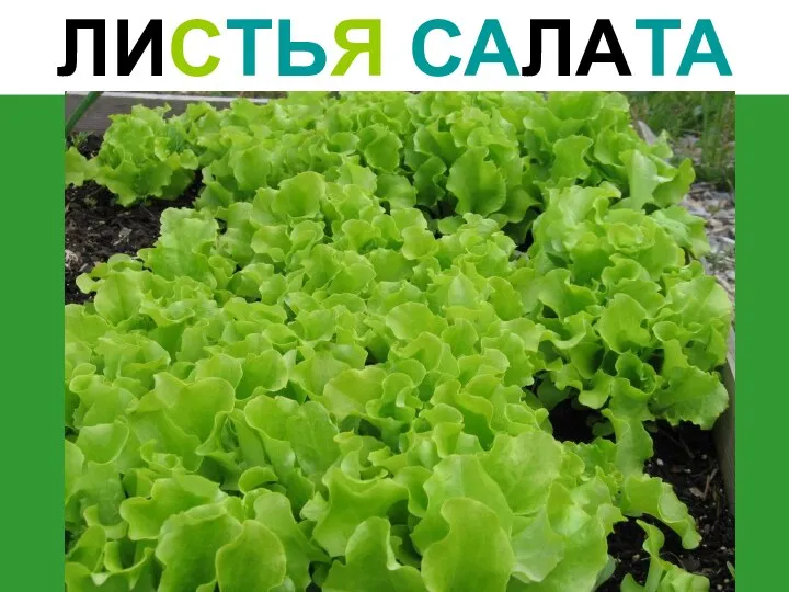 ЛИСТЬЯ САЛАТА