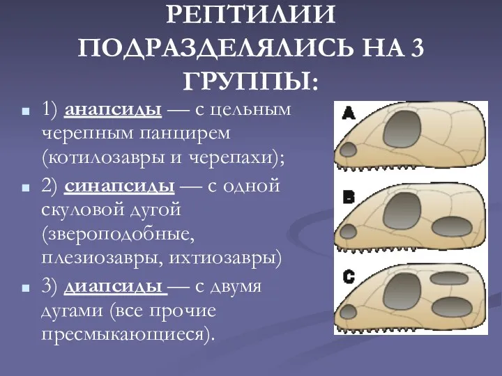 РЕПТИЛИИ ПОДРАЗДЕЛЯЛИСЬ НА 3 ГРУППЫ: 1) анапсиды — с цельным