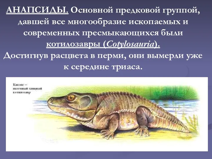 АНАПСИДЫ. Основной предковой группой, давшей все многообразие ископаемых и современных