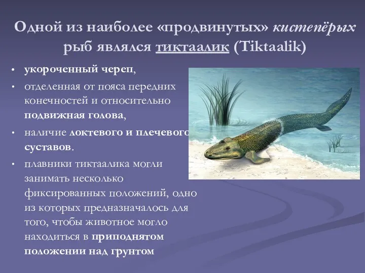 Одной из наиболее «продвинутых» кистепёрых рыб являлся тиктаалик (Tiktaalik) укороченный