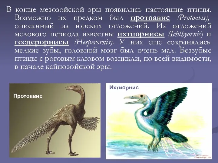 В конце мезозойской эры появились настоящие птицы. Возможно их предком