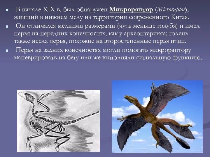 В начале XIX в. был обнаружен Микрораптор (Microraptor), живший в