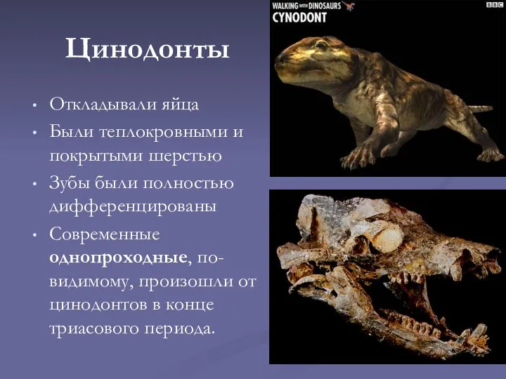 Цинодонты Откладывали яйца Были теплокровными и покрытыми шерстью Зубы были