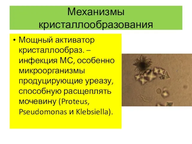 Механизмы кристаллообразования Мощный активатор кристаллообраз. – инфекция МС, особенно микроорганизмы