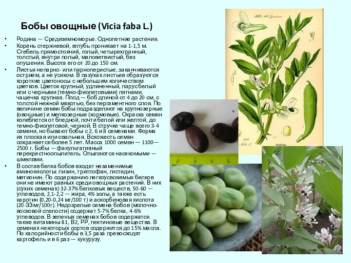 Бобы овощные (Vicia faba L.) Родина — Средиземноморье. Однолетние растения.