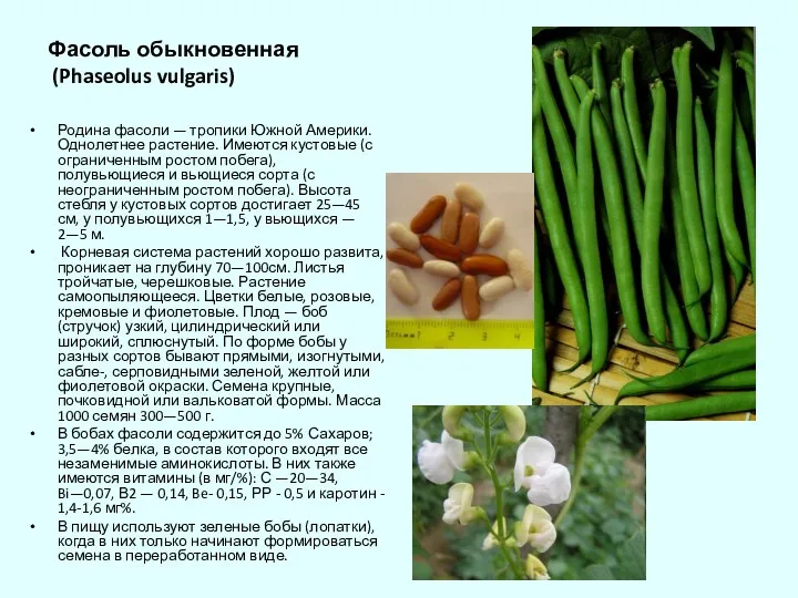 Фасоль обыкновенная (Phaseolus vulgaris) Родина фасоли — тропики Южной Америки.