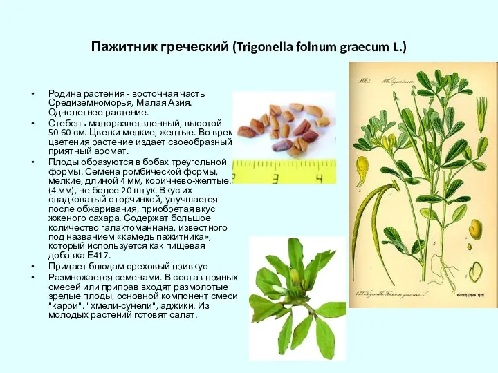 Пажитник греческий (Trigonella folnum graecum L.) Родина растения - восточная