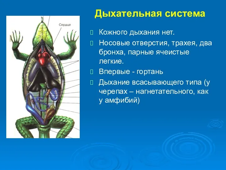 Кожного дыхания нет. Носовые отверстия, трахея, два бронха, парные ячеистые