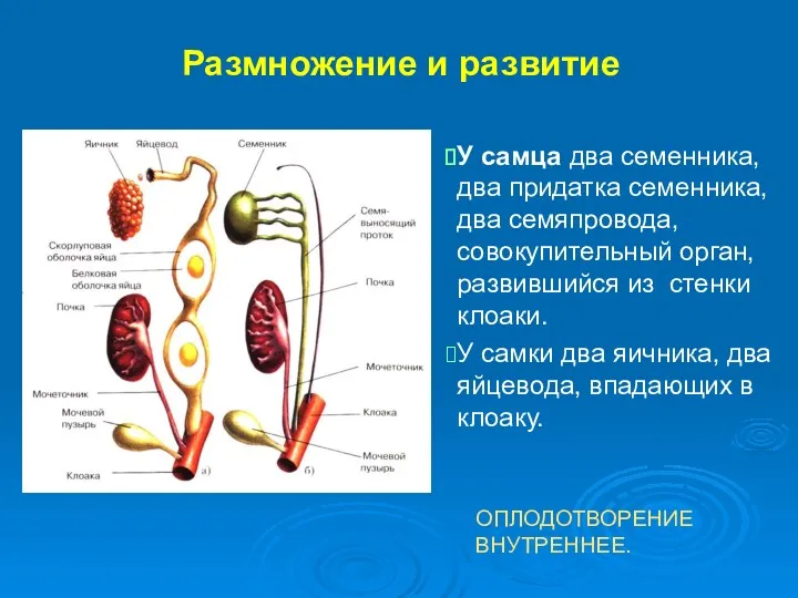 Размножение и развитие У самца два семенника, два придатка семенника,