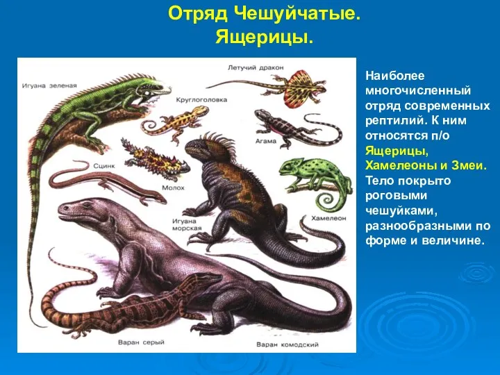 Отряд Чешуйчатые. Ящерицы. Наиболее многочисленный отряд современных рептилий. К ним