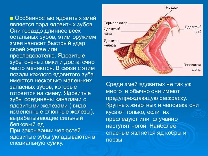 ■ Особенностью ядовитых змей является пара ядовитых зубов. Они гораздо