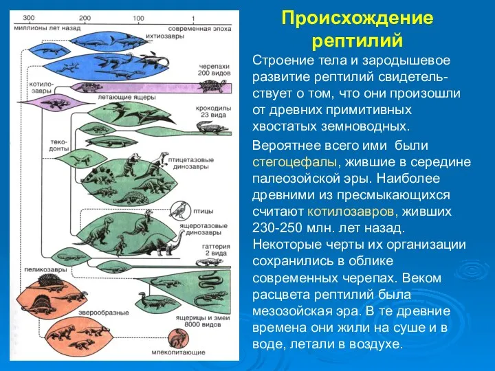 Происхождение рептилий Строение тела и зародышевое развитие рептилий свидетель-ствует о