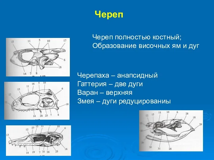 Череп Череп полностью костный; Образование височных ям и дуг Черепаха