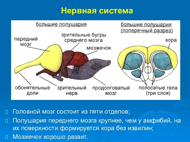 Нервная система Головной мозг состоит из пяти отделов; Полушария переднего