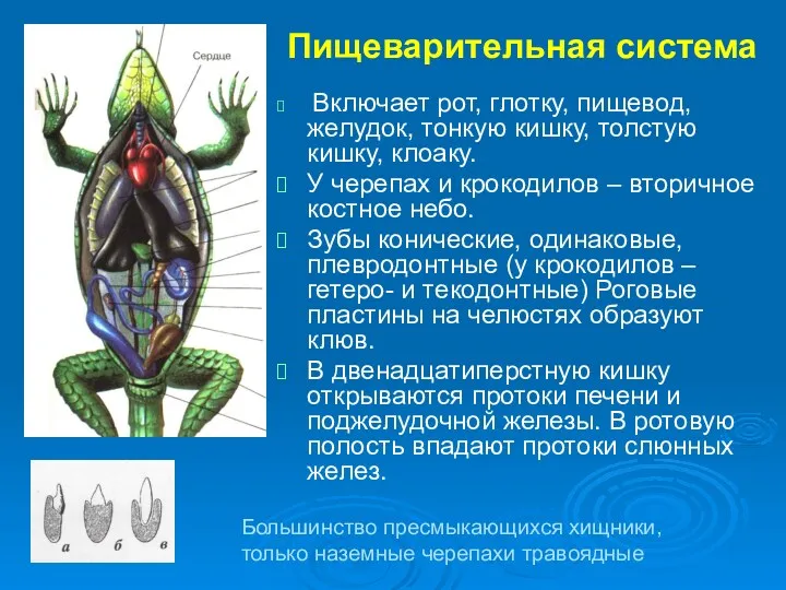 Пищеварительная система Включает рот, глотку, пищевод, желудок, тонкую кишку, толстую