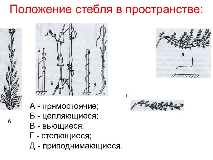 Положение стебля в пространстве: А Г А - прямостоячие; Б