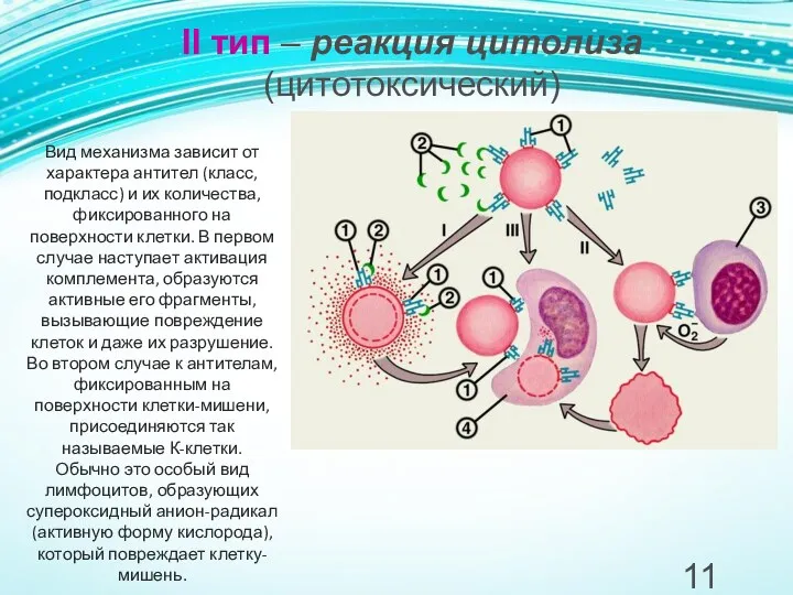 II тип – реакция цитолиза (цитотоксический) Вид механизма зависит от