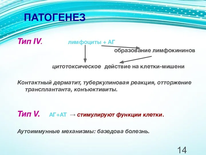 ПАТОГЕНЕЗ Тип IV. лимфоциты + АГ образование лимфокининов цитотоксическое действие