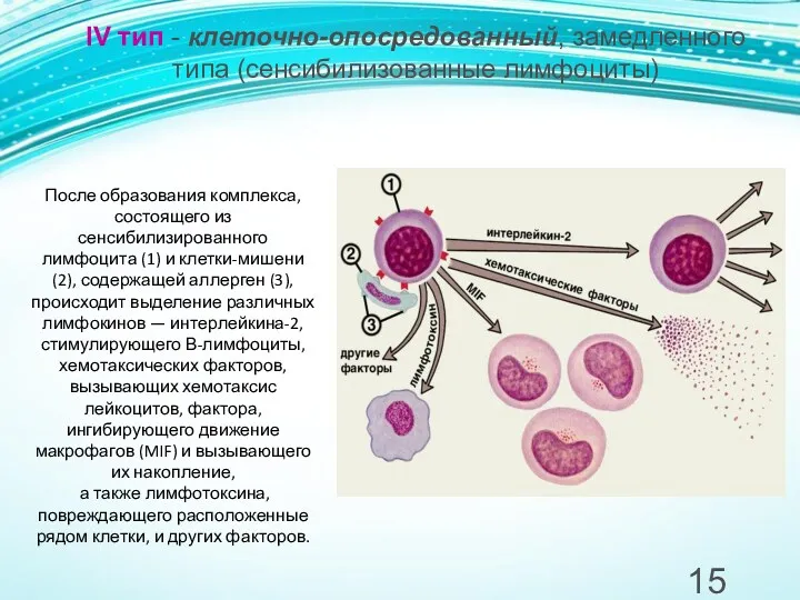 IV тип - клеточно-опосредованный, замедленного типа (сенсибилизованные лимфоциты) После образования