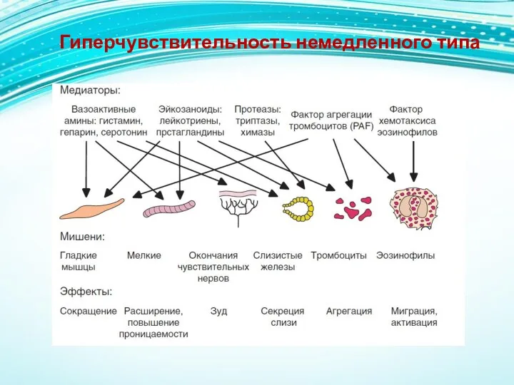 Гиперчувствительность немедленного типа