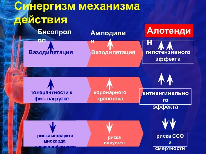 Синергизм механизма действия Бисопролол Амлодипин Алотендин Вазодилятация гипотензивного эффекта антиангинального