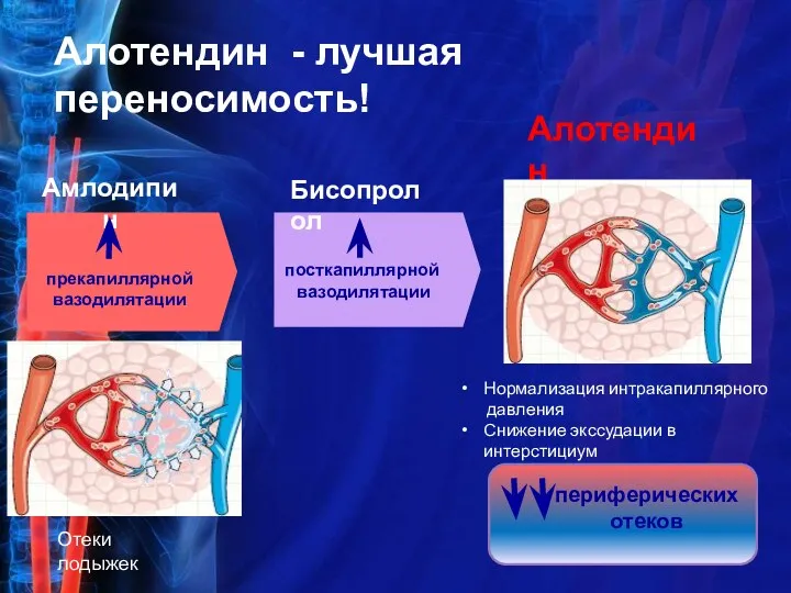 Алотендин - лучшая переносимость! Бисопролол Амлодипин Алотендин прекапиллярной вазодилятации посткапиллярной