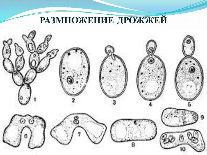 РАЗМНОЖЕНИЕ ДРОЖЖЕЙ