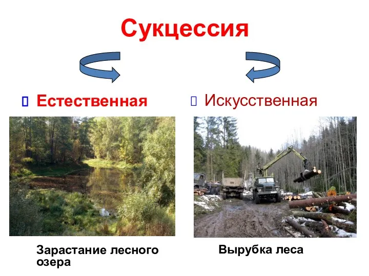 Сукцессия Естественная Зарастание лесного озера Искусственная Вырубка леса